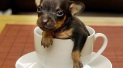 Najmniejszy pies na świecie - rekord bije?